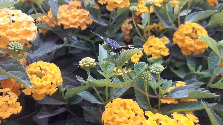 DK & J Dise&ntilde;o y Edicion